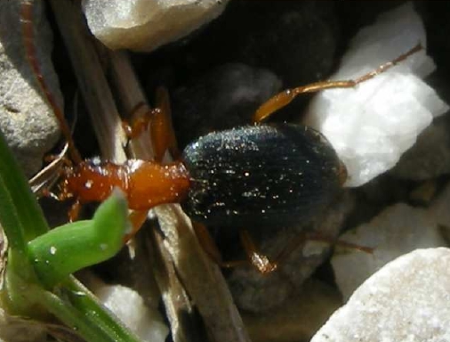 Carabide di 5 mm: Calathus sp.